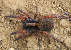 Trochosa sepulchralis by (c) Matthew Lindsey, some rights reserved (CC BY), uploaded by Matthew Lindsey. Used under a CC-BY license.