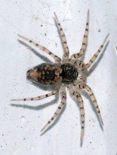 Oecobiidae by (c) Catherine C. Galley, some rights reserved (CC BY), uploaded by Catherine C. Galley. Used under a CC-BY license.