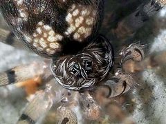 Oecobius maculatus by (c) Mario Bassini, some rights reserved (CC BY), uploaded by Mario Bassini. Used under a CC-BY license.
