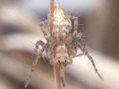Oxyopes aglossus by (c) Matthew Lindsey, some rights reserved (CC BY), uploaded by Matthew Lindsey. Used under a CC-BY license.
