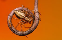 Oxyopes aglossus by (c) Matthew Lindsey, some rights reserved (CC BY), uploaded by Matthew Lindsey. Used under a CC-BY license.