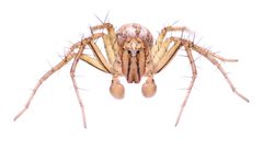 Oxyopes aglossus by (c) Matthew Lindsey, some rights reserved (CC BY), uploaded by Matthew Lindsey. Used under a CC-BY license.