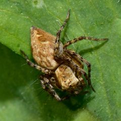 Oxyopes scalaris by (c) Harley Hosford, some rights reserved (CC BY), uploaded by Harley Hosford. Used under a CC-BY license.