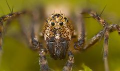 Oxyopes scalaris by (c) Timothy Lindsey, some rights reserved (CC BY), uploaded by Timothy Lindsey. Used under a CC-BY license.
