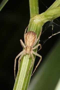Philodromus by (c) Donald Hobern, some rights reserved (CC BY). Used under a CC-BY license.