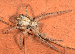 Philodromus by (c) Ansie Dippenaar-Schoeman, some rights reserved (CC BY), uploaded by Ansie Dippenaar-Schoeman. Used under a CC-BY license.