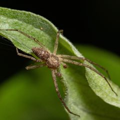 Philodromus placidus by (c) Justin Williams, some rights reserved (CC BY), uploaded by Justin Williams. Used under a CC-BY license.