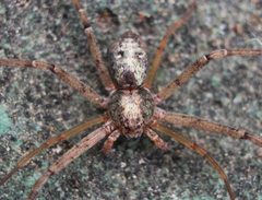 Philodromus rufus by (c) Matthew Lindsey, some rights reserved (CC BY), uploaded by Matthew Lindsey. Used under a CC-BY license.