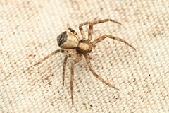 Philodromus rufus by (c) Trevor Van Loon, some rights reserved (CC BY), uploaded by Trevor Van Loon. Used under a CC-BY license.