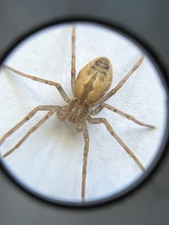 Thanatus striatus by (c) quinnm, some rights reserved (CC BY). Used under a CC-BY license.