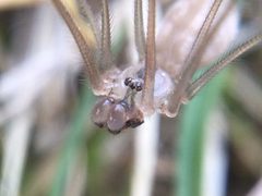 Pholcus manueli by (c) Matthew Lindsey, some rights reserved (CC BY), uploaded by Matthew Lindsey. Used under a CC-BY license.