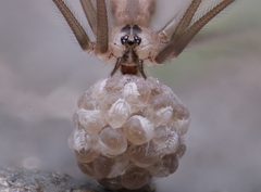 Pholcus manueli by (c) Matthew Lindsey, some rights reserved (CC BY), uploaded by Matthew Lindsey. Used under a CC-BY license.