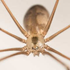 Pholcus phalangioides by (c) Michael, some rights reserved (CC BY), uploaded by Michael. Used under a CC-BY license.