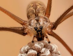 Smeringopus by (c) Wynand Uys, some rights reserved (CC BY), uploaded by Wynand Uys. Used under a CC-BY license.