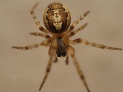 Phonognathidae by (c) Alexis Tinker-Tsavalas, some rights reserved (CC BY), uploaded by Alexis Tinker-Tsavalas. Used under a CC-BY license.