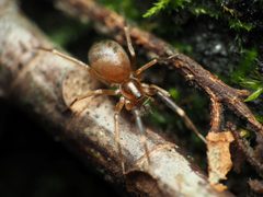Phrurolithidae by (c) Katja Schulz, some rights reserved (CC BY), uploaded by Katja Schulz. Used under a CC-BY license.