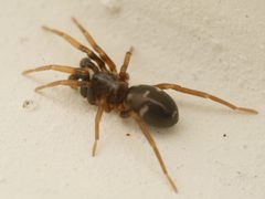Phrurolithus by (c) Alexis Tinker-Tsavalas, some rights reserved (CC BY), uploaded by Alexis Tinker-Tsavalas. Used under a CC-BY license.