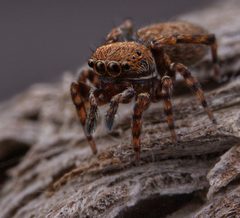 Attinella concolor by (c) RL7836, some rights reserved (CC BY), uploaded by RL7836. Used under a CC-BY license.
