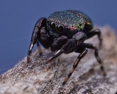 Sassacus cyaneus by (c) RL7836, some rights reserved (CC BY), uploaded by RL7836. Used under a CC-BY license.