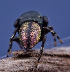 Sassacus cyaneus by (c) RL7836, some rights reserved (CC BY), uploaded by RL7836. Used under a CC-BY license.
