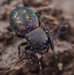 Sassacus cyaneus by (c) RL7836, some rights reserved (CC BY), uploaded by RL7836. Used under a CC-BY license.