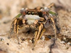 Habronattus klauseri by no rights reserved, uploaded by Zygy. Used under a CC0 license.