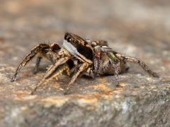 Habronattus klauseri by no rights reserved, uploaded by Zygy. Used under a CC0 license.