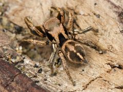 Habronattus klauseri by no rights reserved, uploaded by Zygy. Used under a CC0 license.