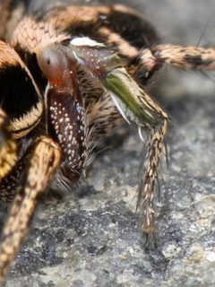 Habronattus klauseri by no rights reserved, uploaded by Zygy. Used under a CC0 license.