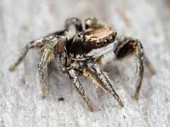 Habronattus klauseri by no rights reserved, uploaded by Zygy. Used under a CC0 license.