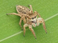 Habronattus mexicanus by no rights reserved, uploaded by Zygy. Used under a CC0 license.