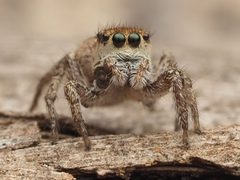 Habronattus mexicanus by no rights reserved, uploaded by Zygy. Used under a CC0 license.