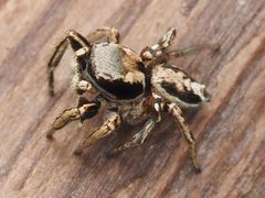 Habronattus mexicanus by no rights reserved, uploaded by Zygy. Used under a CC0 license.