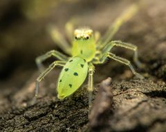 Lyssomanes viridis by (c) Zachary Dankowicz, some rights reserved (CC BY), uploaded by Zachary Dankowicz. Used under a CC-BY license.