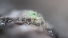 Lyssomanes viridis by (c) Zachary Dankowicz, some rights reserved (CC BY), uploaded by Zachary Dankowicz. Used under a CC-BY license.