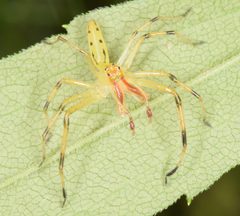Lyssomanes viridis by (c) skitterbug, some rights reserved (CC BY), uploaded by skitterbug. Used under a CC-BY license.
