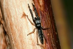 Marpissa robusta by (c) Hawk T., some rights reserved (CC BY), uploaded by Hawk T.. Used under a CC-BY license.