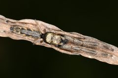 Marpissa robusta by (c) Hawk T., some rights reserved (CC BY), uploaded by Hawk T.. Used under a CC-BY license.