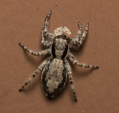 Menemerus bivittatus by (c) portioid, some rights reserved (CC BY), uploaded by portioid. Used under a CC-BY license.