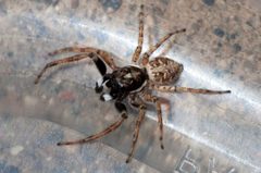 Menemerus semilimbatus by (c) glenngould, some rights reserved (CC BY). Used under a CC-BY license.