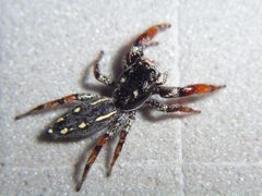 Metacyrba by (c) Wayne Maddison, some rights reserved (CC BY). Used under a CC-BY license.