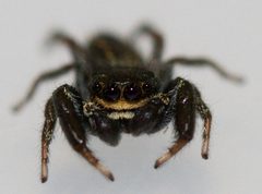 Metacyrba taeniola by (c) Adam J. Searcy, some rights reserved (CC BY), uploaded by Adam J. Searcy. Used under a CC-BY license.