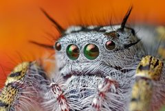 Phidippus by (c) Thomas Shahan, some rights reserved (CC BY). Used under a CC-BY license.