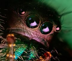 Phidippus by (c) Thomas Shahan, some rights reserved (CC BY). Used under a CC-BY license.