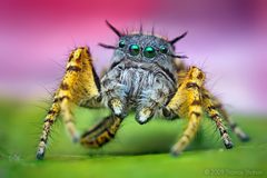 Phidippus by (c) Thomas Shahan, some rights reserved (CC BY). Used under a CC-BY license.