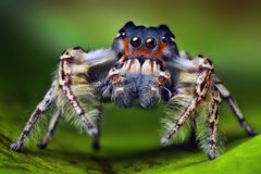 Phidippus by (c) Thomas Shahan from USA, some rights reserved (CC BY). Used under a CC-BY license.