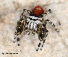 Phidippus insignarius by (c) jcowles, some rights reserved (CC BY), uploaded by jcowles. Used under a CC-BY license.