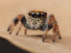 Phidippus regius by no rights reserved, uploaded by Zygy. Used under a CC0 license.