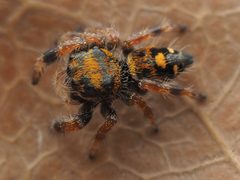 Phidippus regius by no rights reserved, uploaded by Zygy. Used under a CC0 license.