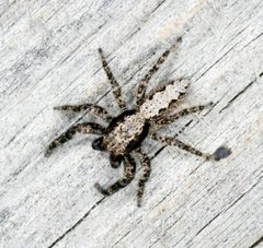 Platycryptus californicus by no rights reserved, uploaded by Robbie Hannawacker. Used under a CC0 license.